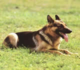 Adestramento de cães em Lins